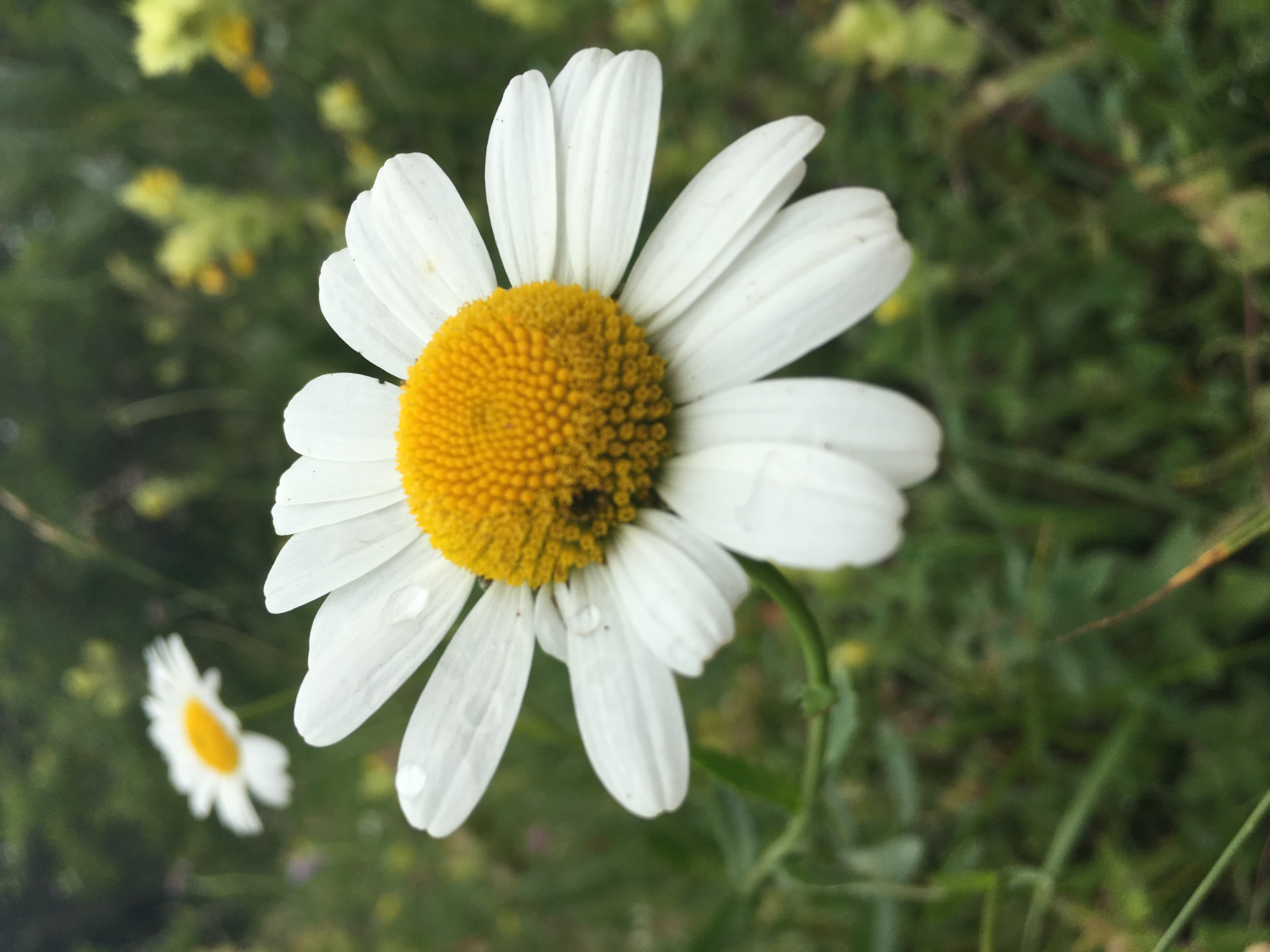 fleur blanche, Suisse